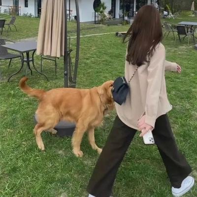 幸福是一尾皱颈蜥蜴